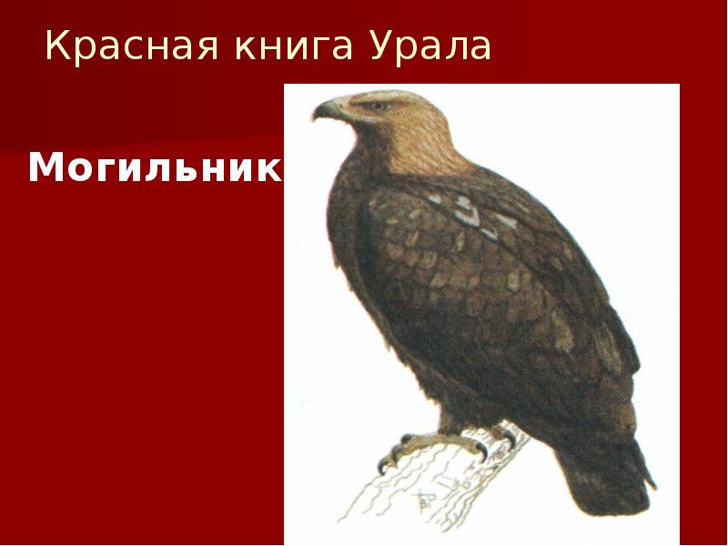 Красная книга южного урала проект