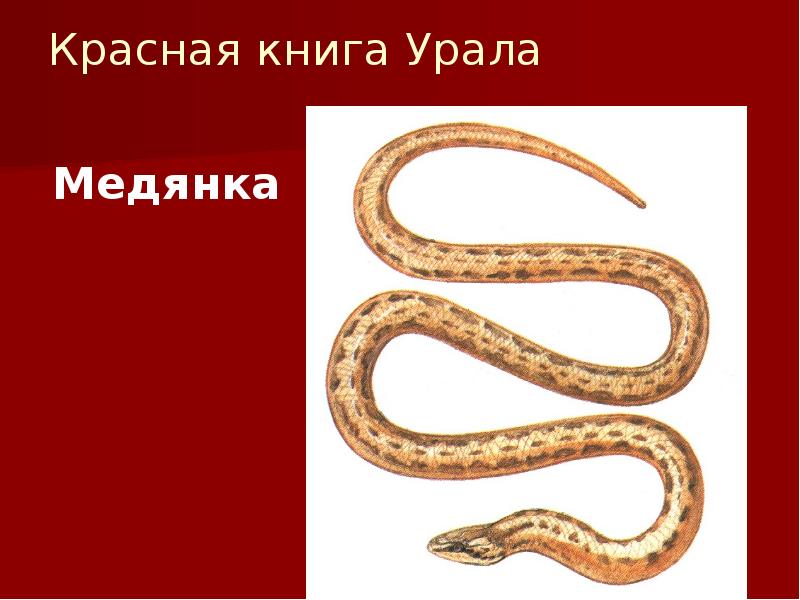 Красная книга Урала
Медянка Красная книга Урала
Медянка