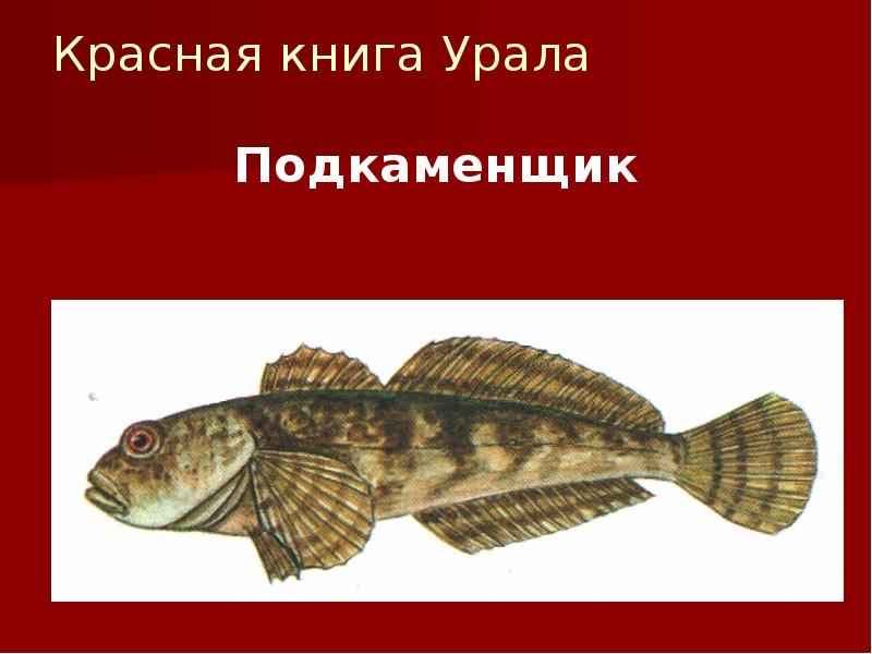 Красная книга урала презентация