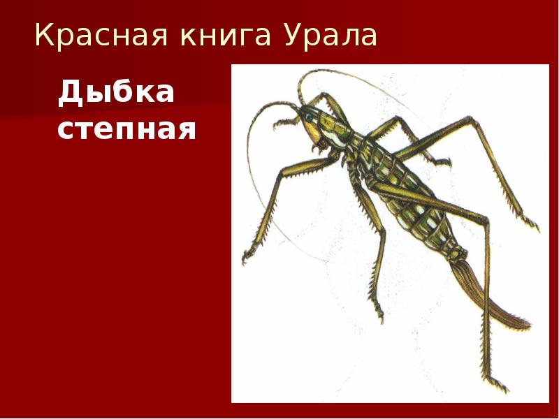 Дыбка степная рисунок