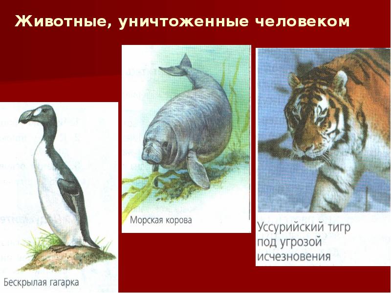 Животные, уничтоженные человеком Животные, уничтоженные человеком