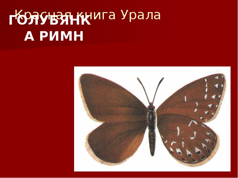 Красная книга Урала
ГОЛУБЯНКА РИМН Красная книга Урала
ГОЛУБЯНКА РИМН