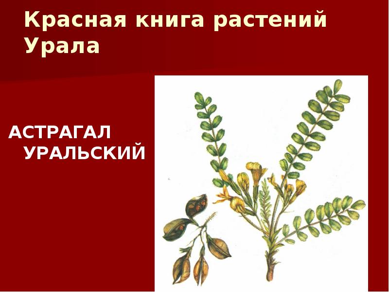 Красная книга урала растения презентация