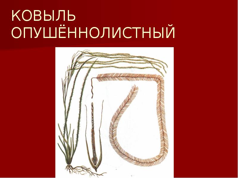 КОВЫЛЬ ОПУШЁННОЛИСТНЫЙ КОВЫЛЬ ОПУШЁННОЛИСТНЫЙ
