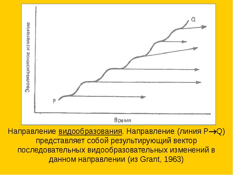 Линия р. Результирующий график развития. 2 Уилла видообразовательных процессов.