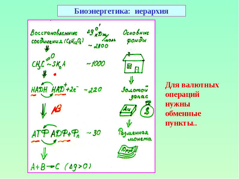 Биоэнергетика: иерархия
