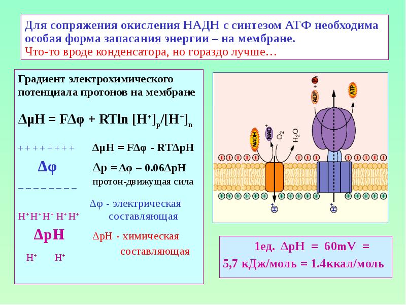 Для сопряжения окисления НАДН с синтезом АТФ необходима особая форма запасания