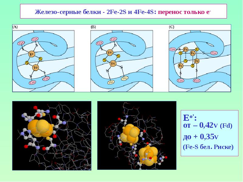 Железо-серные белки - 2Fe-2S и 4Fe-4S: перенос только е-  Eо’: