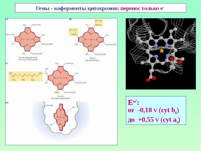 Гемы - коферменты цитохромов: перенос только е-  Eо’:  от