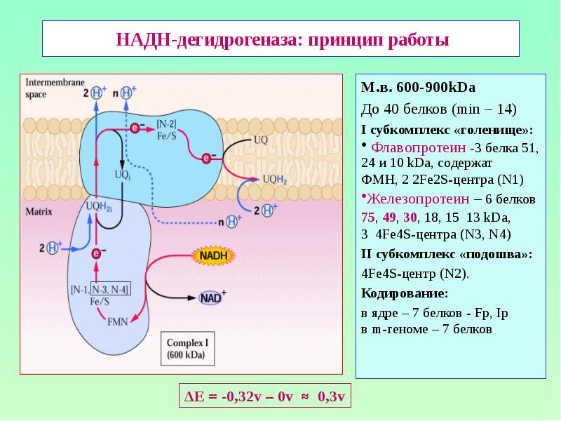 НАДН-дегидрогеназа: принцип работы М.в. 600-900kDa До 40 белков (min – 14)