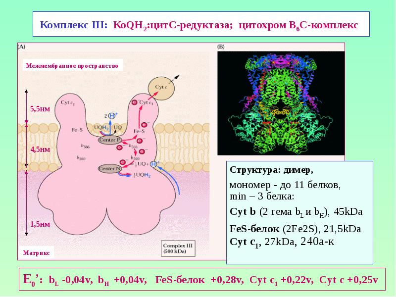 Комплекс III: КоQН2:цитС-редуктаза; цитохром В6С-комплекс