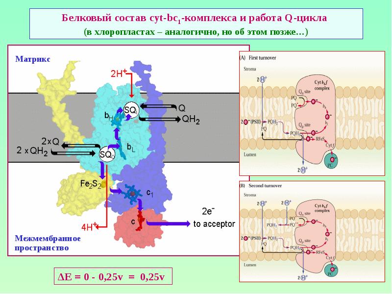 Белковый состав cyt-bc1-комплекса и работа Q-цикла  (в хлоропластах – аналогично,