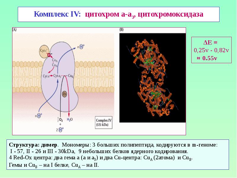 Комплекс IV: цитохром а-а3, цитохромоксидаза Структура: димер. Мономеры: 3 больших полипептида,