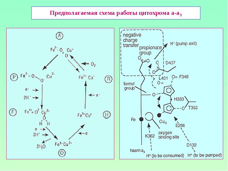 Предполагаемая схема работы цитохрома а-а3