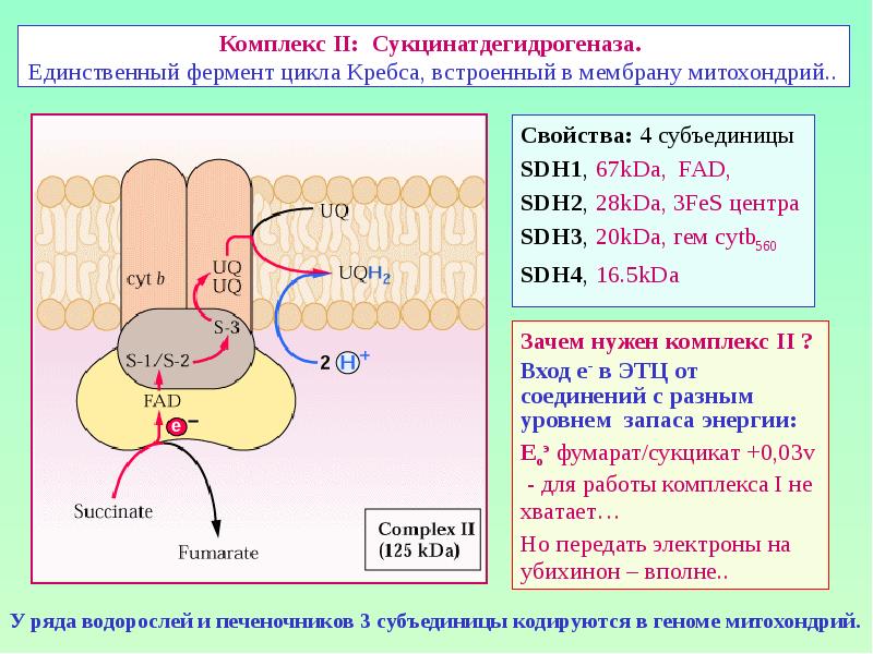 Комплекс II: Сукцинатдегидрогеназа.  Единственный фермент цикла Кребса, встроенный в мембрану