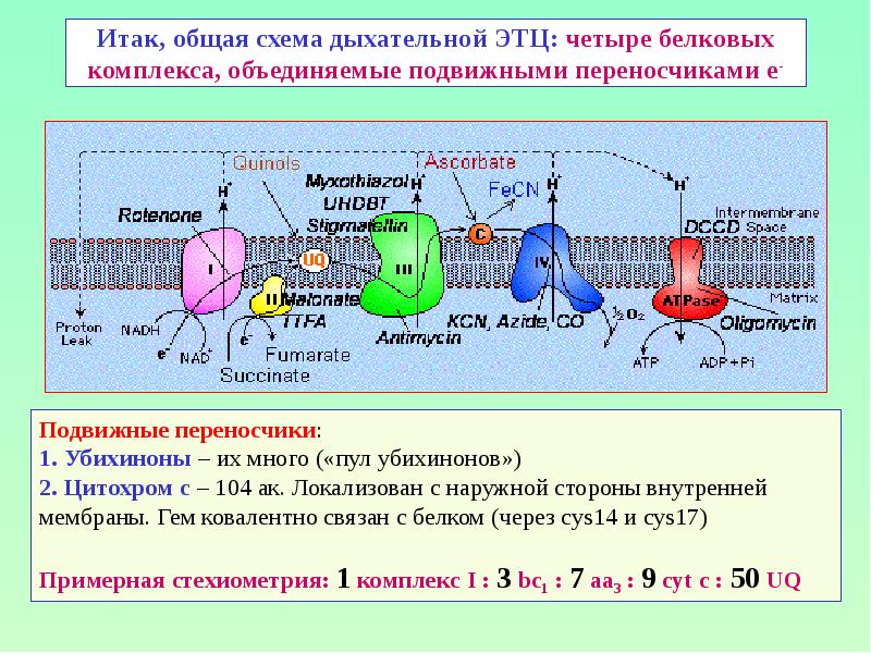 Итак, общая схема дыхательной ЭТЦ: четыре белковых комплекса, объединяемые подвижными переносчиками