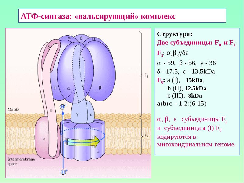 АТФ-синтаза: «вальсирующий» комплекс Структура: Две субъединицы: F0 и F1 F1: α3β3γδε