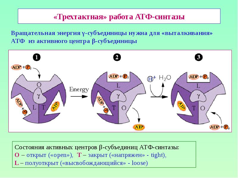 «Трехтактная» работа АТФ-синтазы