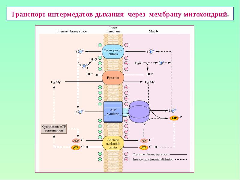 Транспорт интермедатов дыхания через мембрану митохондрий.