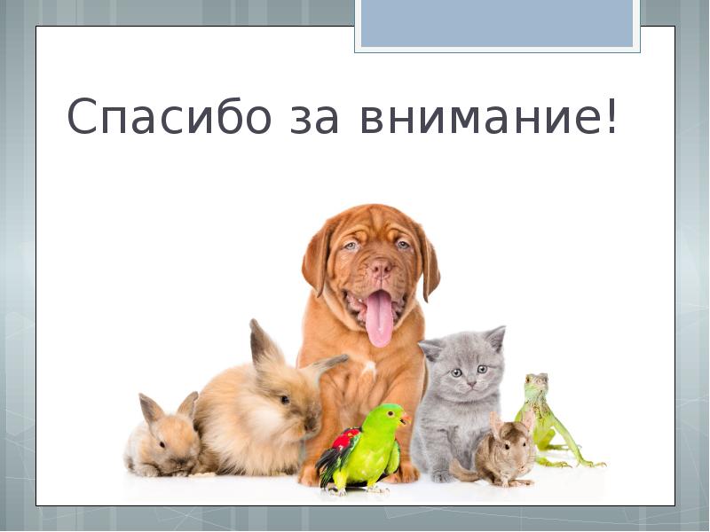 Внимание животные. Спасибо за внимание животные. Спасибо за внимание с собакой. Слайд спасибо за внимание животные. Спасибо за внимание для презентации с собакой.