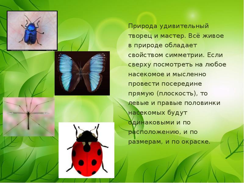 Природа чем обладает. Природа обладает. Доклад о любом насекомом, объем 4-5 листов, изображение обязательно.. К свойствам симметрии природного объекта можно отнести ….