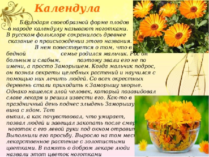 Календула цветы описание. Ноготки цветы. Календула лекарственная соцветие. Календула лекарственная соцветие. Календула описание.