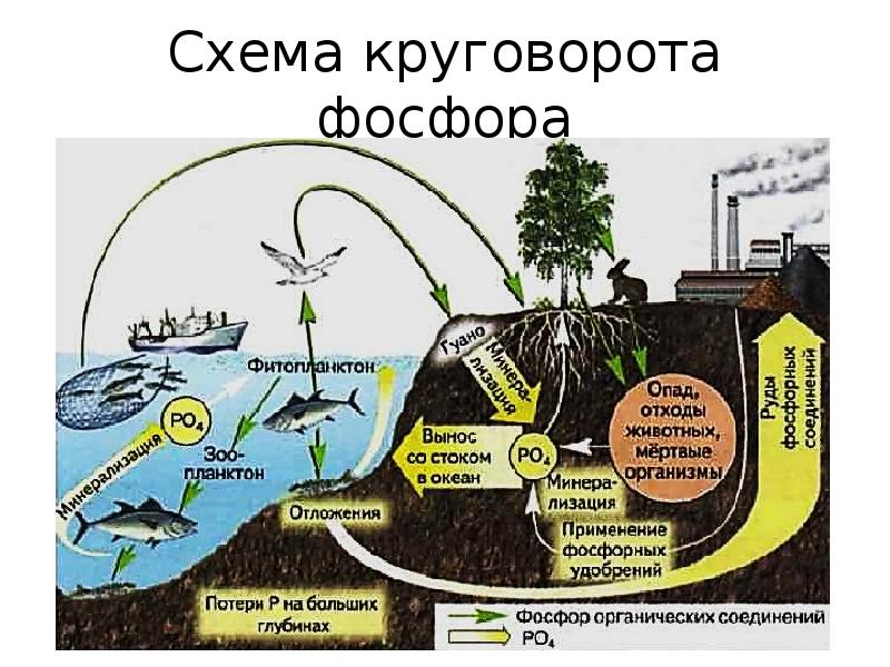 Схемы круговорота фосфора