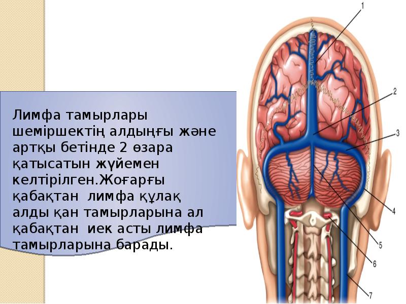 Ағзаның ішкі ортасы және оның маңызы презентация