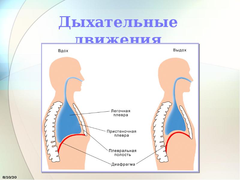 Механизм вдоха и выхода схема