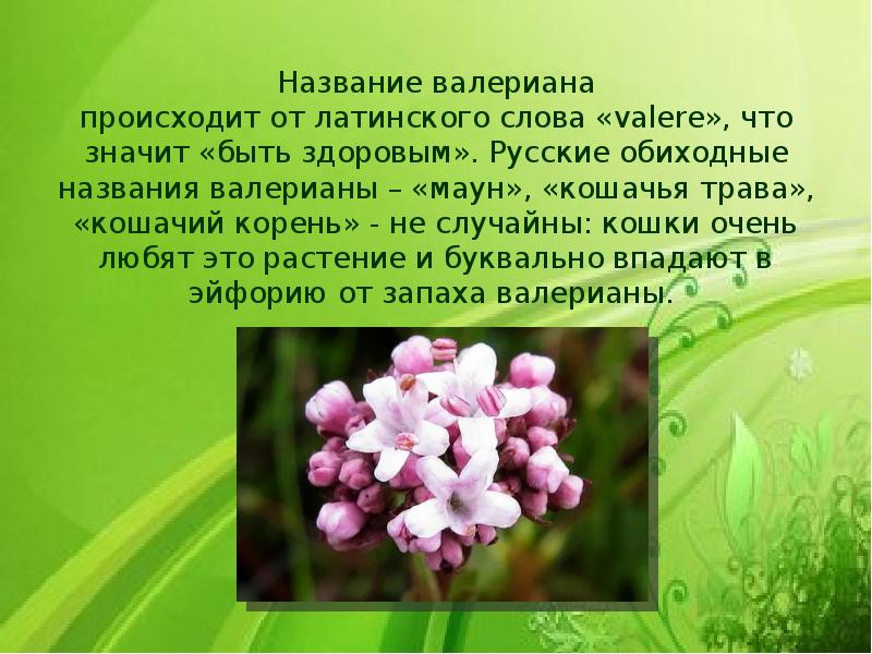 Валериана на латинском. Охрана растений валериана. Целительная сила растений час информации. Проект для 3 класса про растение Валерьяна. Валериана латинское название.