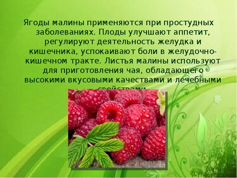 Описание листа малины. Сила растений. Листья малины для чего используют. Целительная сила растений стихи.