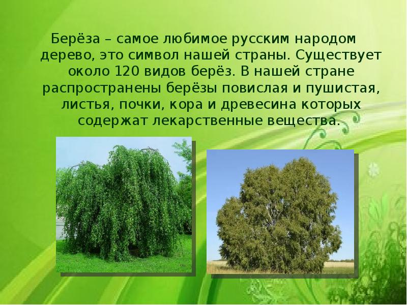 Береза это растение. Берёза пушистая и повислая. Береза повислая презентация. Береза самое любимое дерево русского народа. Самый распространенный вид березы.