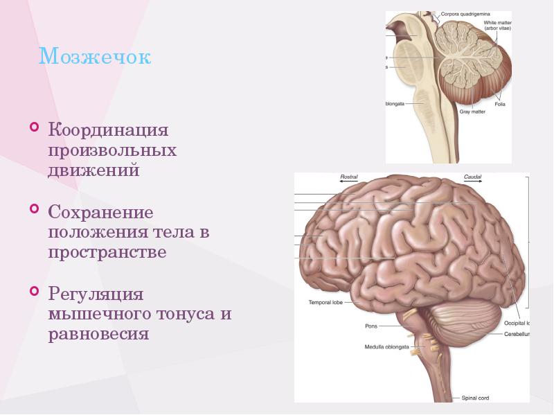 Мозжечок в разрезе фото