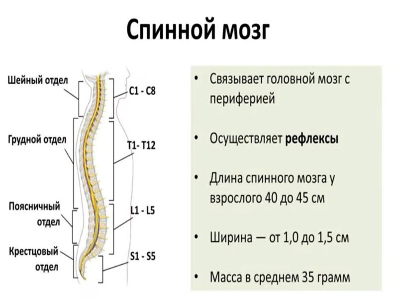 Нс человека строение отделы нс презентация