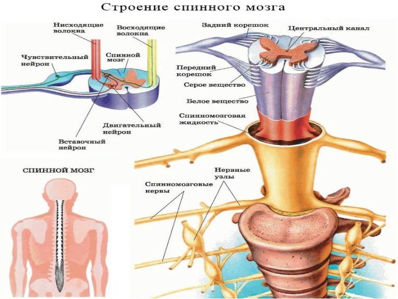 Нс человека строение отделы нс презентация