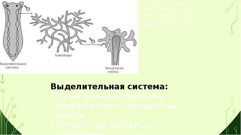 Одноклеточные животные кишечнополостные