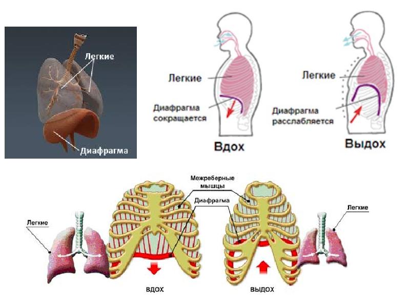 При вдохе диафрагма расслабляется. Легкие и диафрагма. Диафрагма и легкое. Диафрагма легких. Диафрагма и легкие человека.