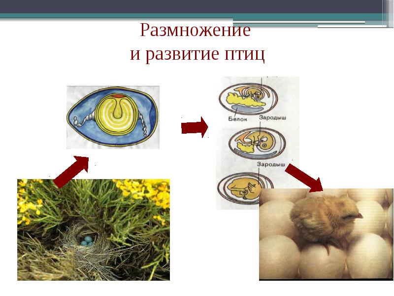 Презентация размножение птиц 7 класс биология