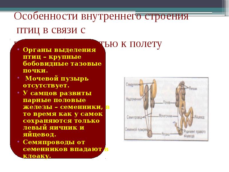 Схема органов выделения птиц