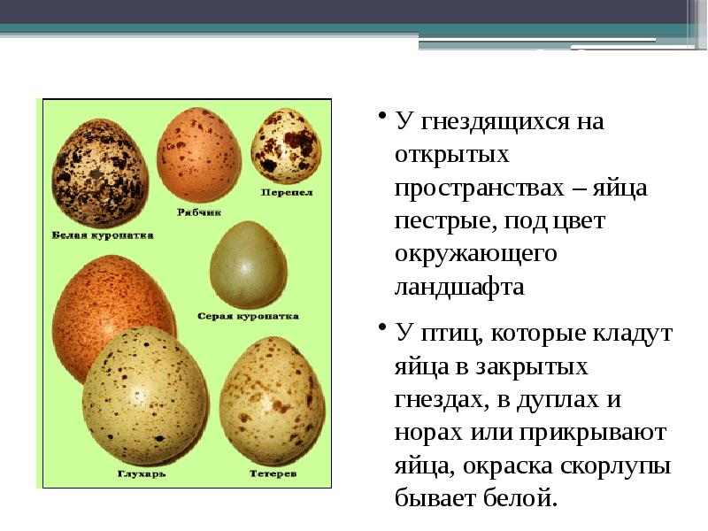 Схема размножения птиц