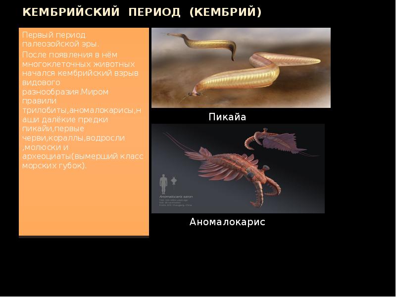 Кембрийский период 1