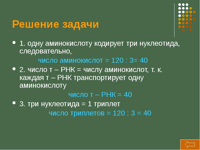 Сколько аминокислот кодирует триплет нуклеотидов