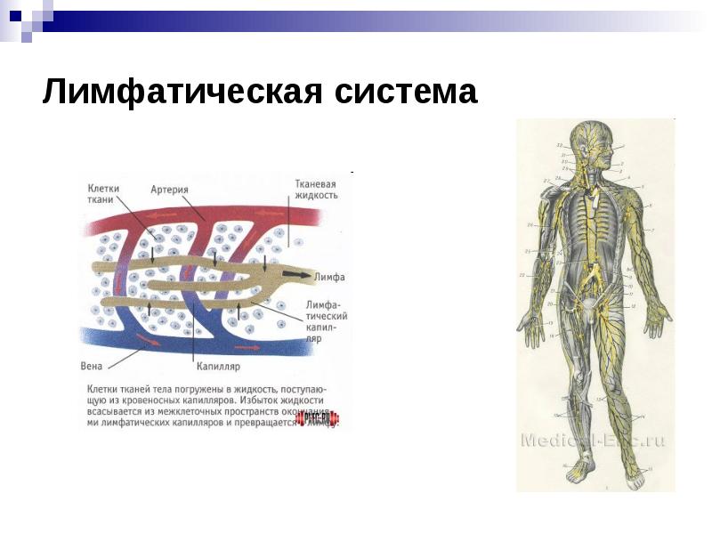 Презентация на тему лимфатическая система