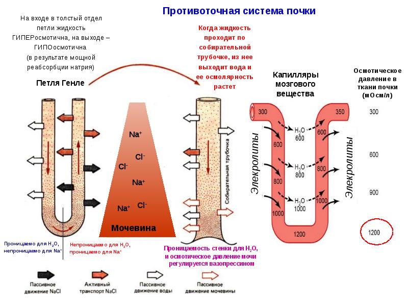 Схема поворотно противоточной множительной системы почек