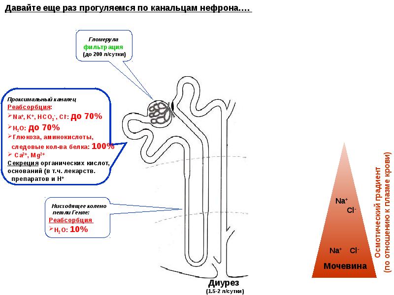 Опишите работу нефрона по следующему плану как плазма