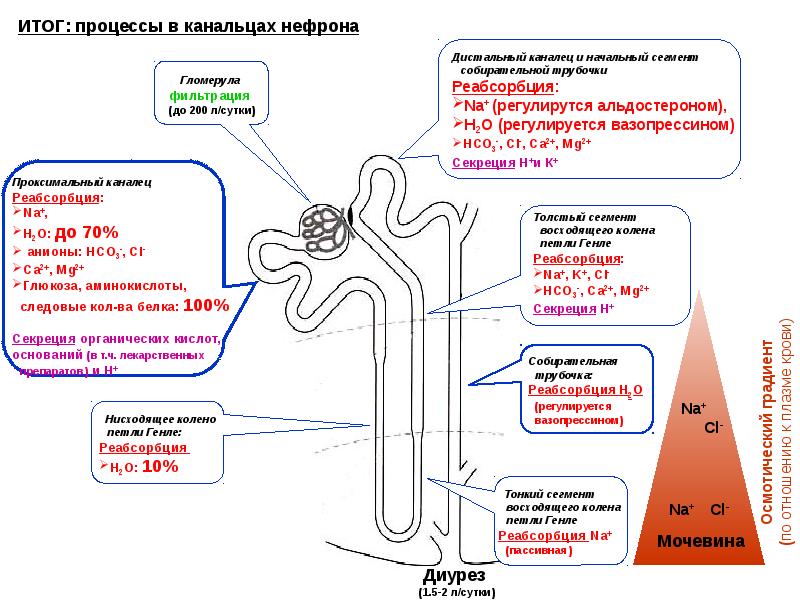 Опишите работу нефрона по следующему плану как плазма