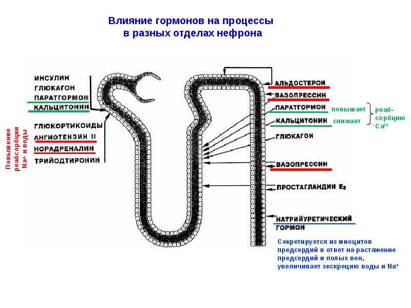 Точки приложения диуретиков схема