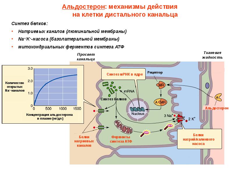 Механизм действия альдостерона схема