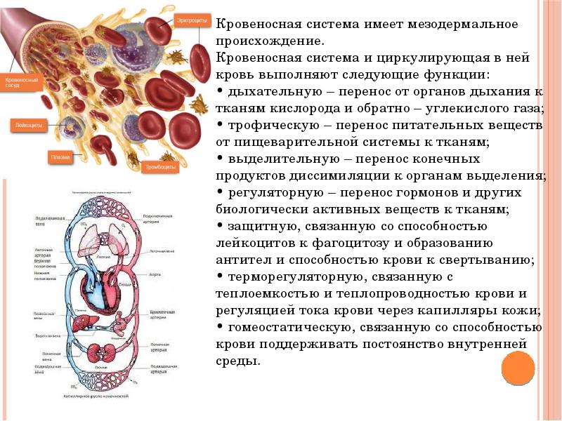 Проект кровеносная система человека