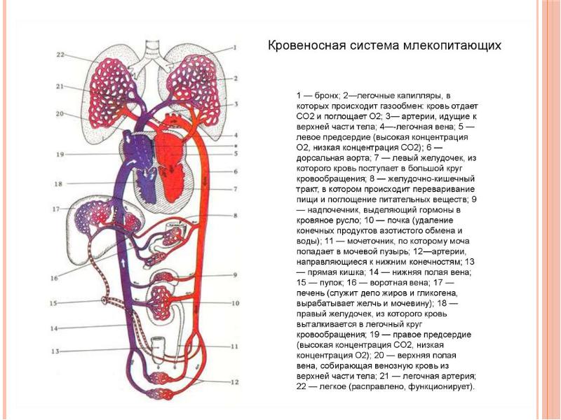 Кровеносная система собаки рисунок